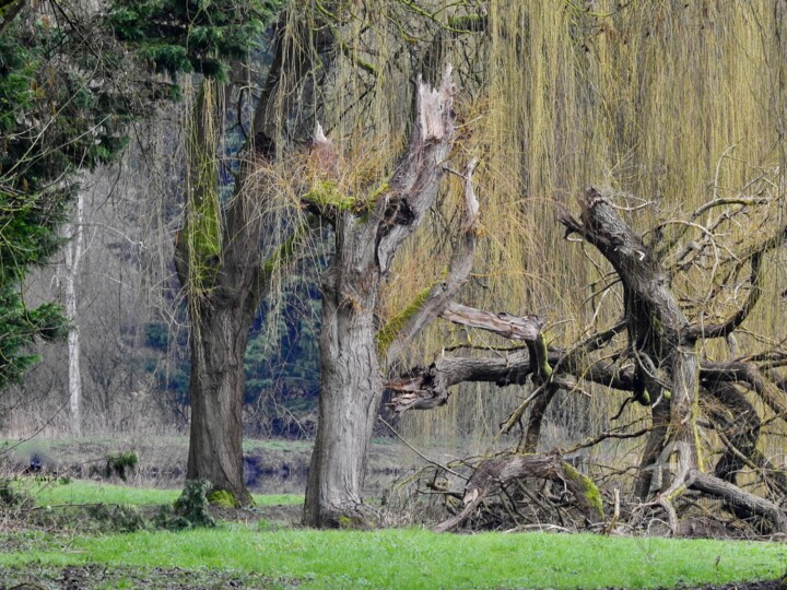 Фотография под названием "L'arbre cassé" - Jean-Michel Liewig, Подлинное произведение искусства