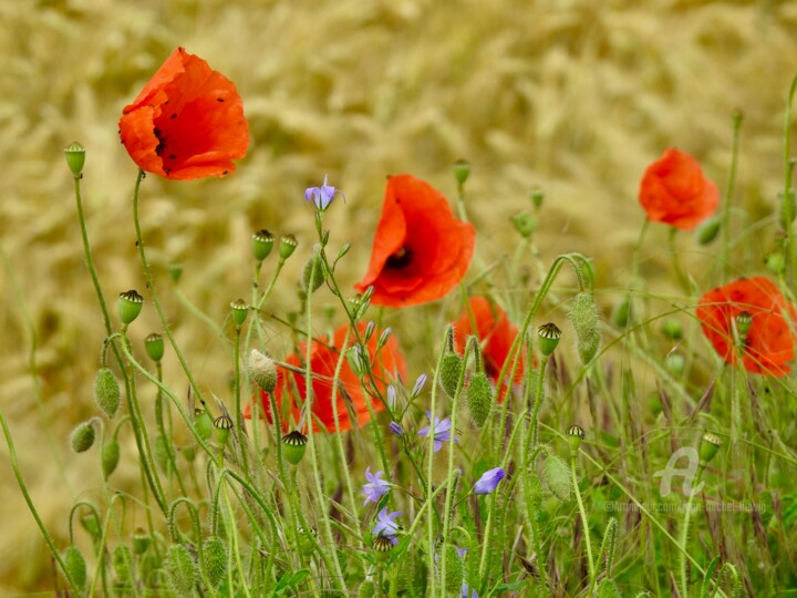 Photography titled "Quand le coquelicot" by Jean-Michel Liewig, Original Artwork