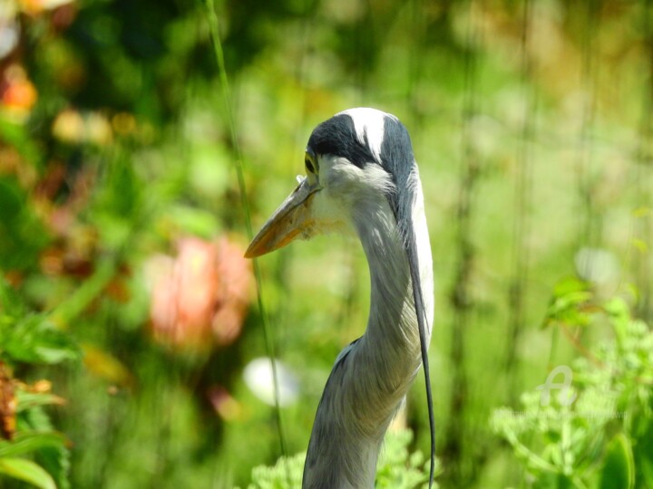 Photography titled "Héron, mangeur de p…" by Jean-Michel Liewig, Original Artwork