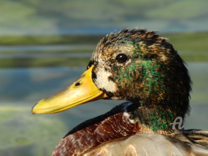 Photography titled "Canard en tête" by Jean-Michel Liewig, Original Artwork