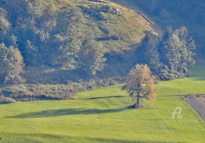 Fotografia intitulada "Bel arbre" por Jean-Michel Liewig, Obras de arte originais, Fotografia digital