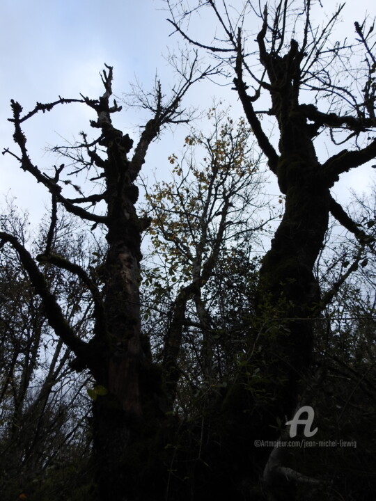 Photographie intitulée "Arbres ténébreux" par Jean-Michel Liewig, Œuvre d'art originale, Photographie non manipulée