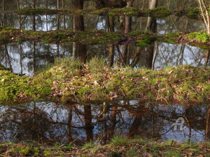 Photographie intitulée "Forêt, marais, ciel…" par Jean-Michel Liewig, Œuvre d'art originale, Photographie non manipulée