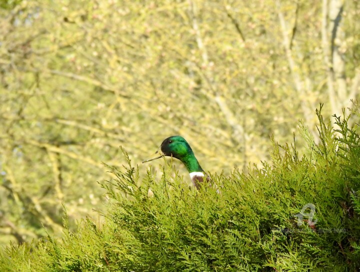 Photography titled "Colvert dans le vert" by Jean-Michel Liewig, Original Artwork, Non Manipulated Photography