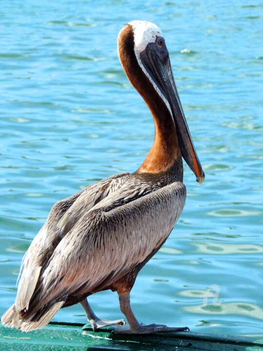 Photography titled "Pelican" by Jean-Michel Liewig, Original Artwork, Non Manipulated Photography