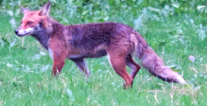 Photography titled "RENARD DU MATIN" by Jean-Michel Liewig, Original Artwork