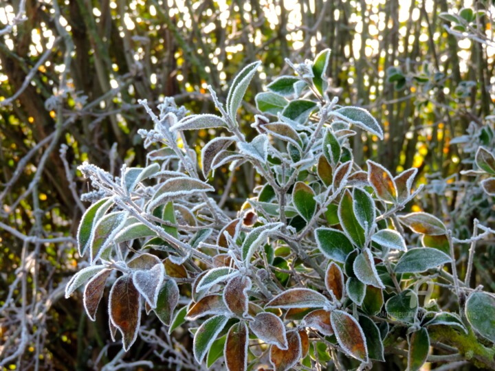 Photographie intitulée "Feuilles de glace" par Jean-Michel Liewig, Œuvre d'art originale