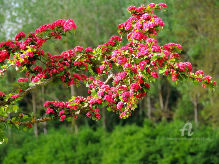 Photography titled "Vive le printemps" by Jean-Michel Liewig, Original Artwork