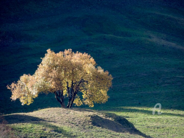 Photography titled "L'arbre" by Jean-Michel Liewig, Original Artwork