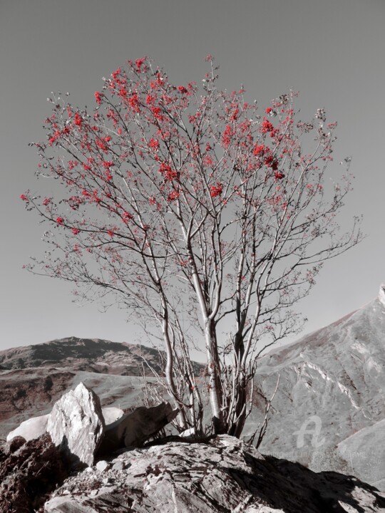 Photography titled "Arbre rouge" by Jean-Michel Liewig, Original Artwork
