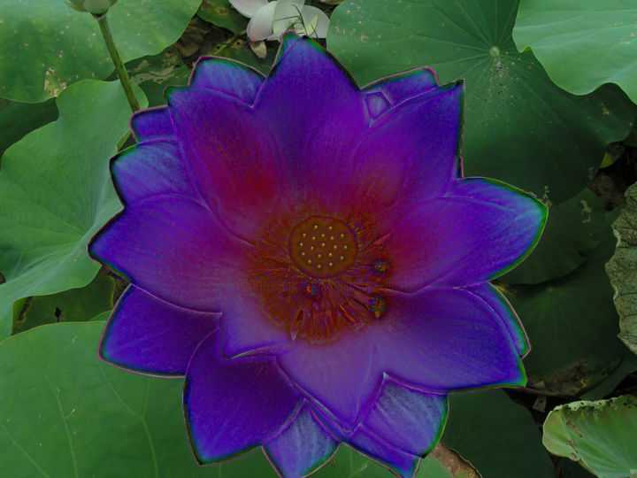 Фотография под названием "257b1-lotus.jpg" - Jean-Paul Martin, Подлинное произведение искусства