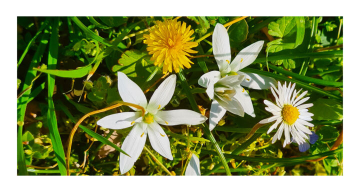 Fotografia intitolato "What a Spring!" da Jean Paul Pierozzi, Opera d'arte originale, Fotografia manipolata