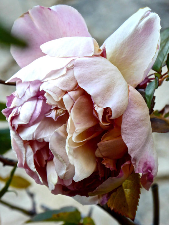 Photographie intitulée "Rose d'hiver 2" par Jean Paul Rosso, Œuvre d'art originale