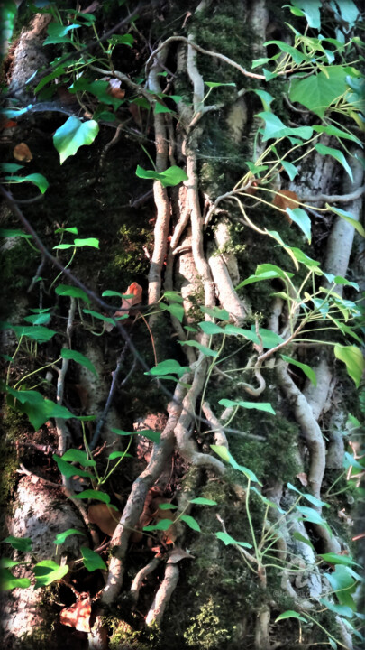 「When the forest com…」というタイトルの写真撮影 Jean Philippe Desmoulinsによって, オリジナルのアートワーク, デジタル