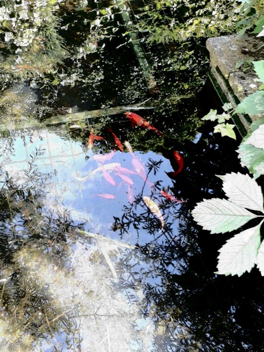 Фотография под названием "Les poissons rouges" - Jean-Pierre Duquaire, Подлинное произведение искусства, Цифровая фотография