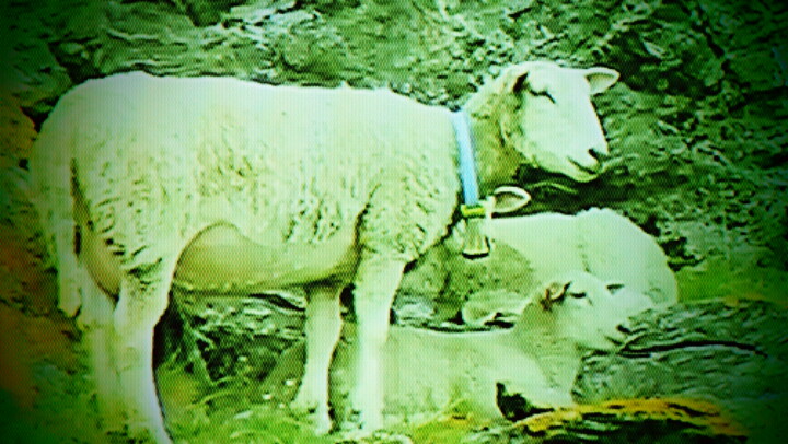 Photographie intitulée "les beaux moutons" par Jean-Pierre Tastevin, Œuvre d'art originale, Photographie numérique