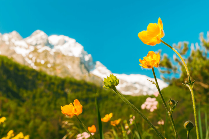 Photography titled "MOUNTAIN FLOWER 4/20" by Jean Ponomarevsky, Original Artwork, Digital Photography