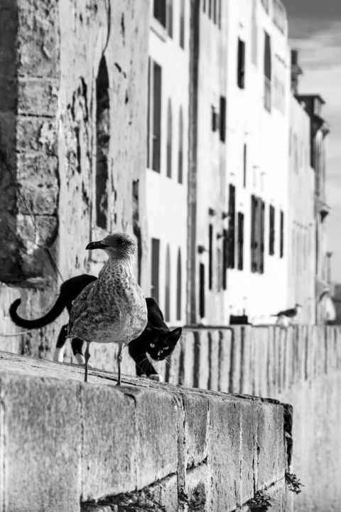 Photography titled "Essaouira - The cat…" by Jean-Claude Chevrel, Original Artwork, Non Manipulated Photography
