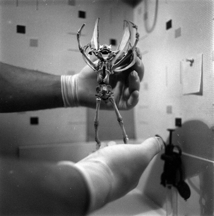 Photographie intitulée "Fairy Skeleton" par Jean Erick De Hyères De Hyères, Œuvre d'art originale