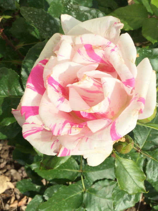 Photographie intitulée "ROSE BERLINGOT" par Jeannette Allary, Œuvre d'art originale