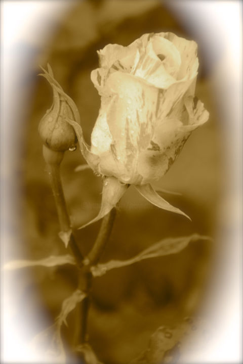 Photography titled "ROSE "COULEUR PASSE"" by Jeannette Allary, Original Artwork
