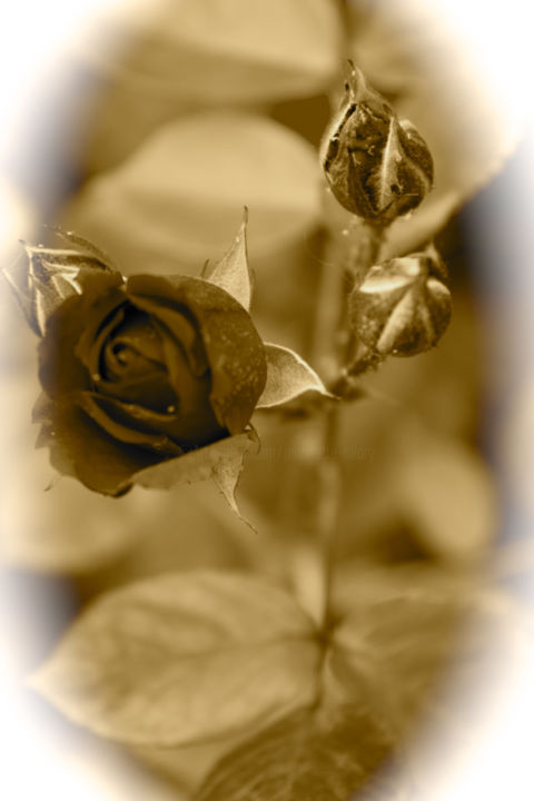 Photography titled "ROSE CONCERTO" by Jeannette Allary, Original Artwork