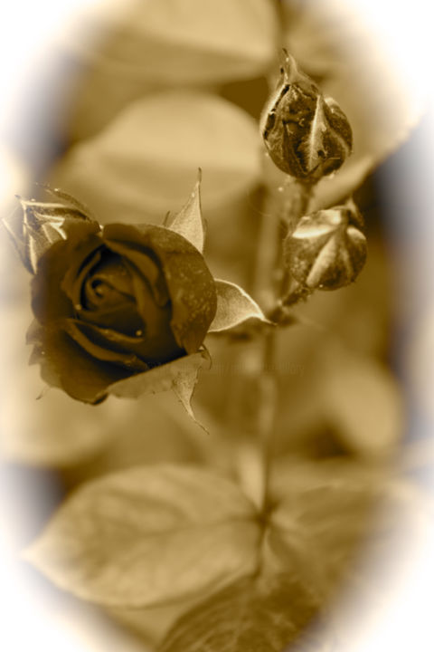 Photographie intitulée "ROSE CONCERTO" par Jeannette Allary, Œuvre d'art originale