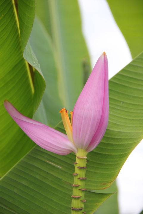 Fotografia intitolato "BANANIER  (fleur)" da Jeannette Allary, Opera d'arte originale