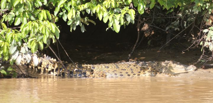 Photography titled "CROCODILE" by Jeannette Allary, Original Artwork