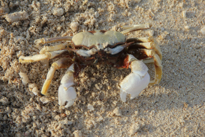 Fotografia intitulada "CRABE  (ile des tor…" por Jeannette Allary, Obras de arte originais