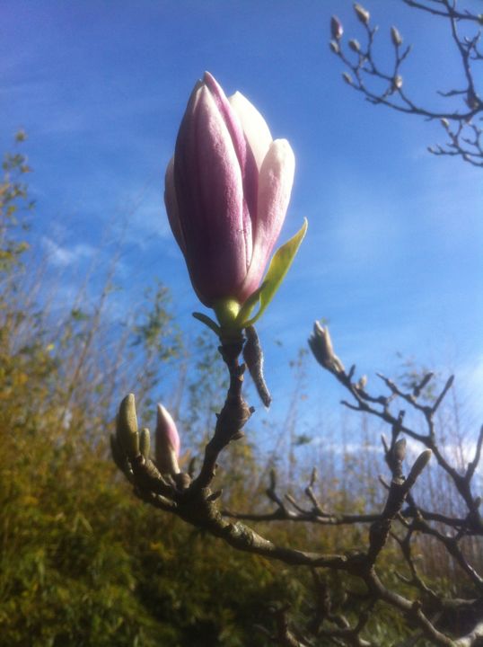 Photography titled "MAGNOLIA   (Fleur )…" by Jeannette Allary, Original Artwork