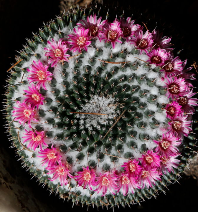 Fotografia intitulada "CACTUS BOULE en Fle…" por Jeannette Allary, Obras de arte originais