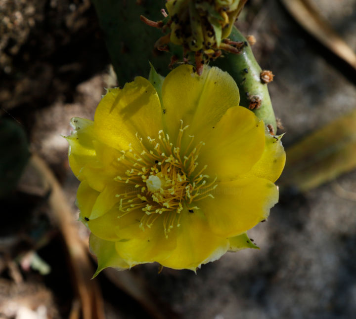 Photography titled "OPUNTIA  ( fleur )" by Jeannette Allary, Original Artwork