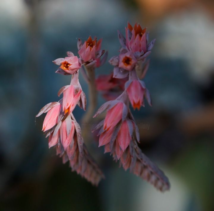 Photographie intitulée "ECHEVERIA  ( Fleurs…" par Jeannette Allary, Œuvre d'art originale