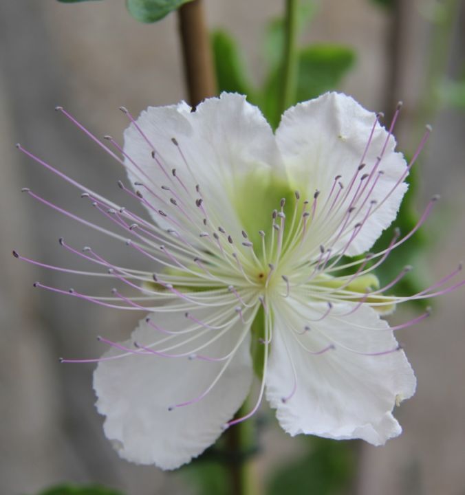 Fotografie mit dem Titel "CAPRIER  ( Fleur )" von Jeannette Allary, Original-Kunstwerk