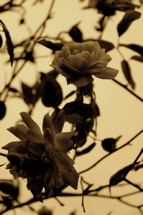 Fotografie getiteld "ROSE des SABLES" door Jeannette Allary, Origineel Kunstwerk