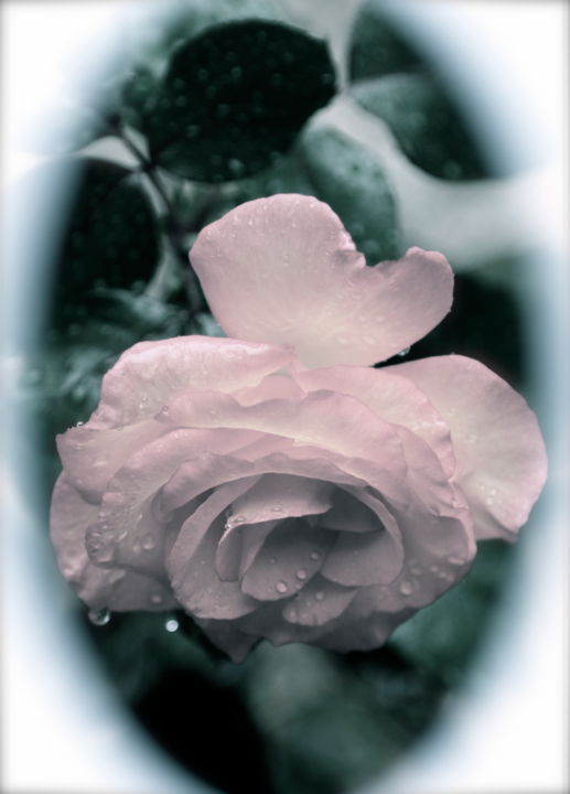 Photography titled "DELICATE APPARITION" by Jeannette Allary, Original Artwork