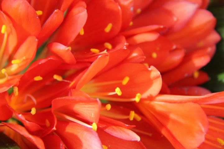 Photographie intitulée "AU COEUR DU CLIVIA" par Jeannette Allary, Œuvre d'art originale