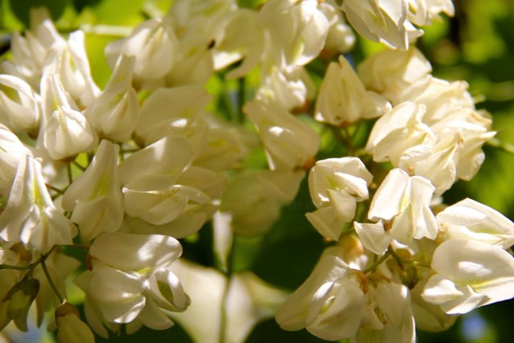 Fotografia intitulada "FLEURS D'ACACIA" por Jeannette Allary, Obras de arte originais