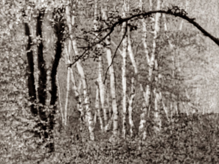 Fotografia intitolato "Cœur de forêt I" da Jeanpaul Zak, Opera d'arte originale, fotografia a pellicola
