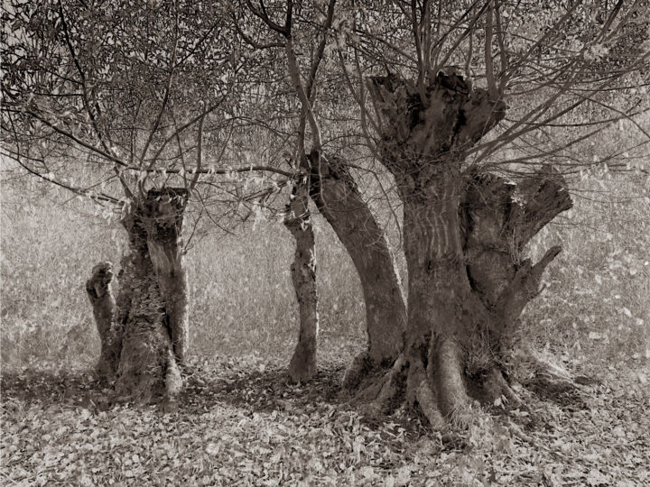 Fotografie mit dem Titel "Cœur de forêt VI" von Jeanpaul Zak, Original-Kunstwerk, Digitale Fotografie