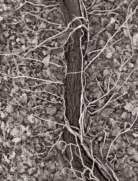 摄影 标题为“Cœur de forêt VIII” 由Jeanpaul Zak, 原创艺术品, 数码摄影