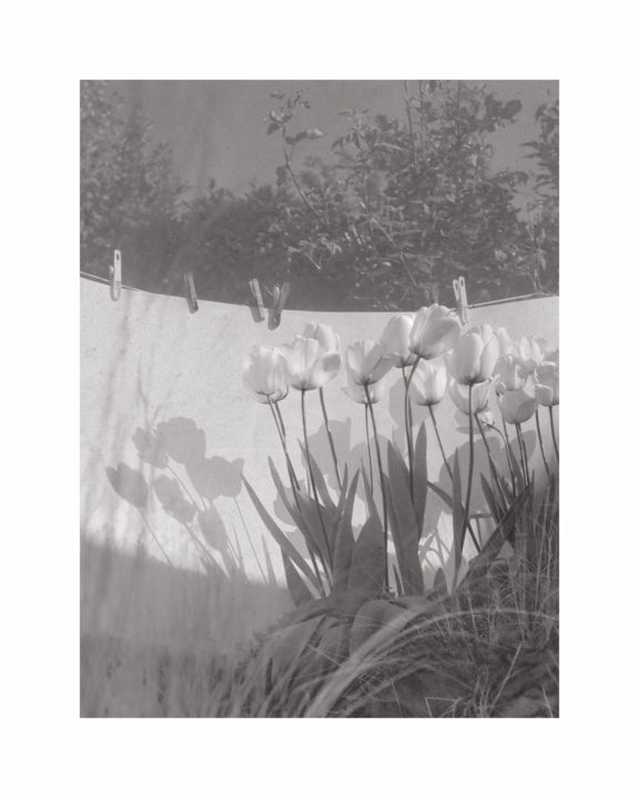 제목이 "Tulipes blanches I"인 사진 Jeanpaul Zak로, 원작, 아날로그 사진