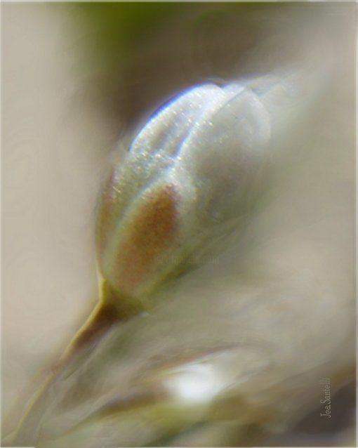 Photographie intitulée "Boutons" par Jea., Œuvre d'art originale