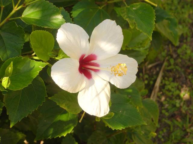 Photography titled "White Bermudian Hib…" by Jen Berlin, Original Artwork