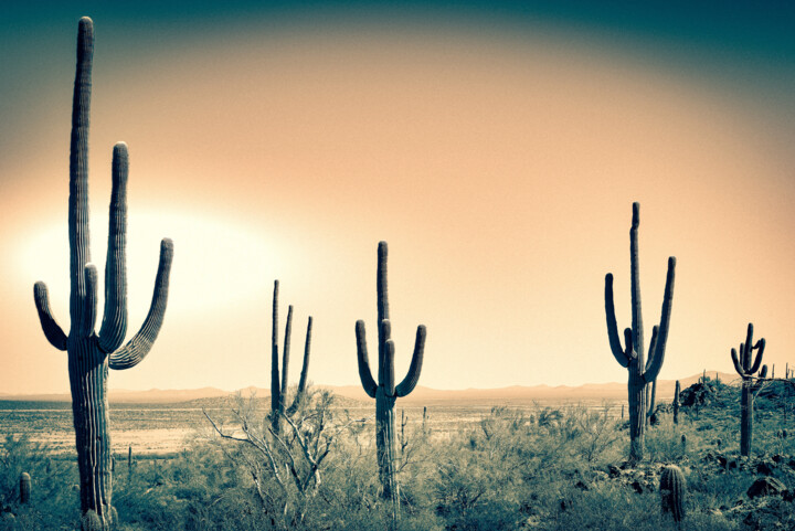 Photography titled "Saguaros in Sonora" by Jennifer Wright, Original Artwork, Digital Photography