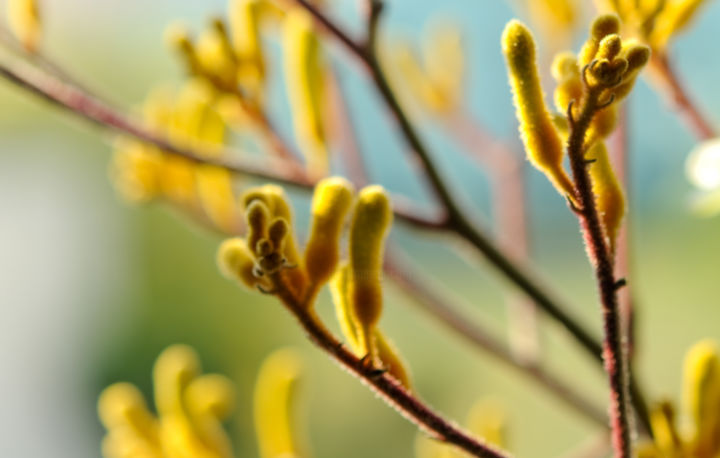 Photography titled "Joy of Spring" by Jenny Rainbow, Original Art,