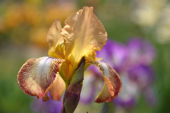 Fotografia zatytułowany „Magic Carpet 2. The…” autorstwa Jenny Rainbow, Oryginalna praca