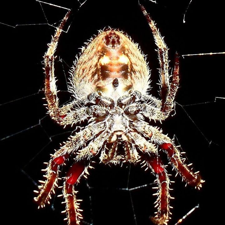 Photographie intitulée "Spider on the night." par Jérémie Lauret, Œuvre d'art originale