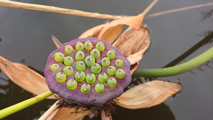 Fotografia intitolato "Graine de nénuphar." da Jérémie Lauret, Opera d'arte originale